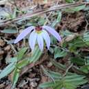 Слика од Lobelia chinensis Lour.