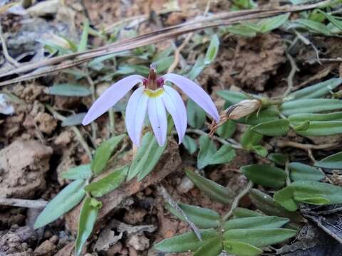 Image de Lobelia chinensis Lour.