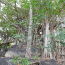 Image of Ficus cotinifolia Kunth