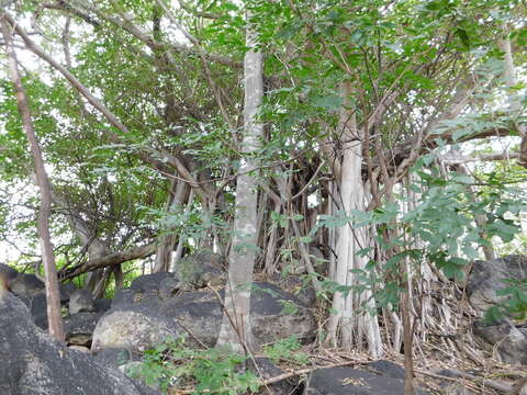 Image de Ficus cotinifolia Kunth