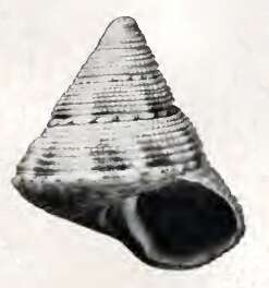 Imagem de Calliostoma africanum Bartsch 1915