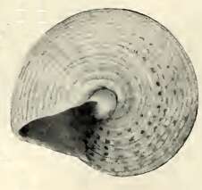 Image de Calliostoma africanum Bartsch 1915
