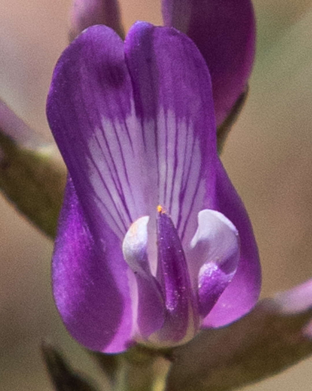 Image of freckled milkvetch