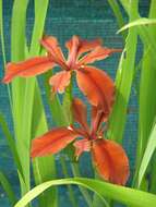 Image of copper iris