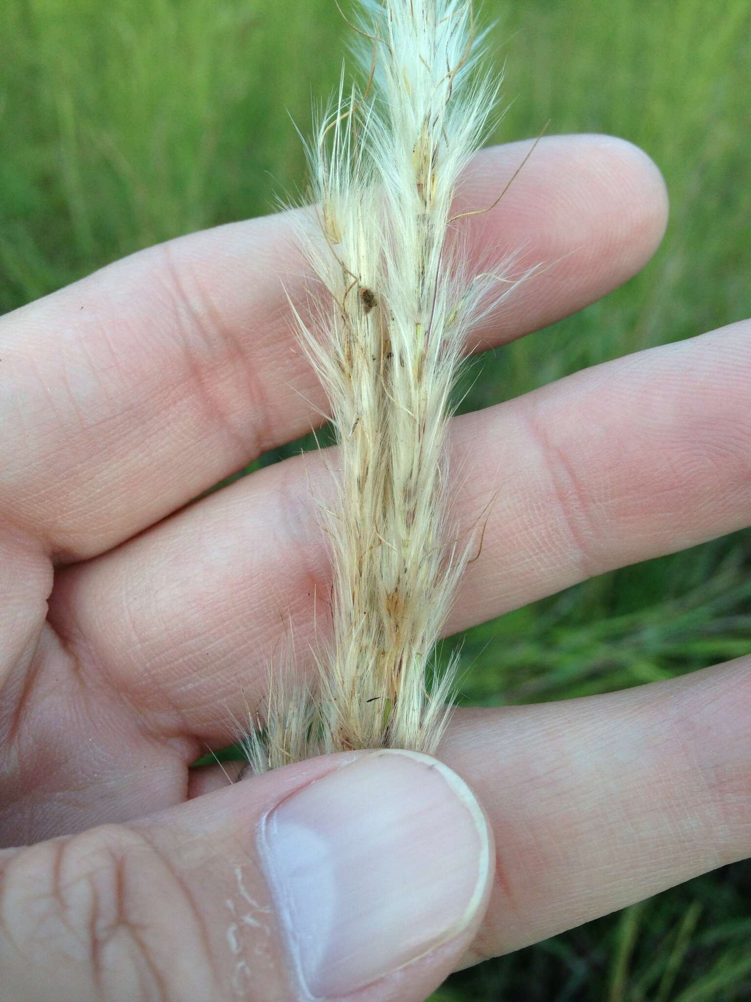 Image of Silver Plume Grass