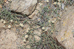 Image of Brewer's fleabane