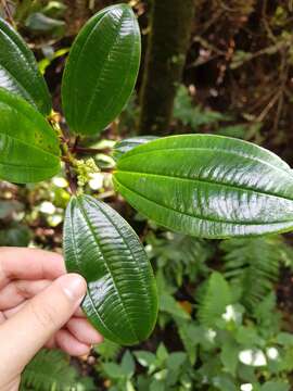 Miconia amplinodis G. Umaña Dodero & F. Almeda的圖片