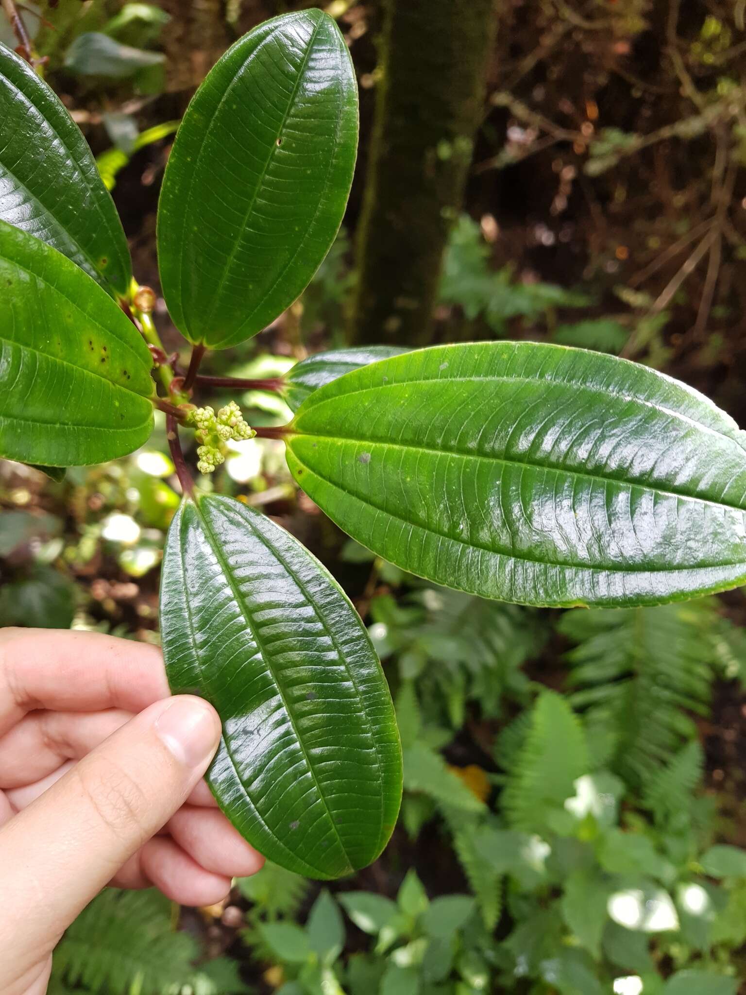 Image of Miconia amplinodis G. Umaña Dodero & F. Almeda