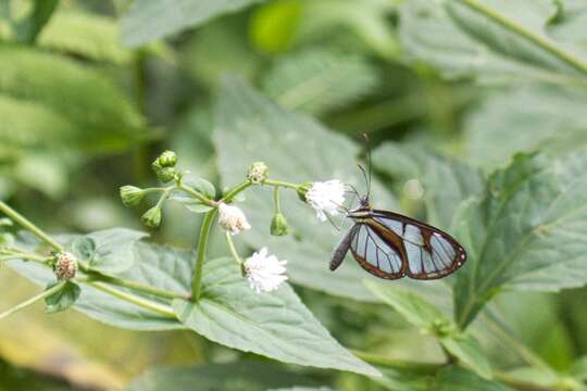 Plancia ëd Ithomia hyala Hewitson 1855