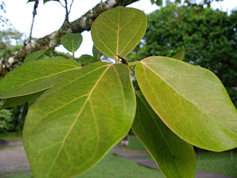 Image of Ficus colubrinae Standl.