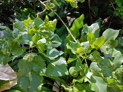 Imagem de Erythrina eggersii Krukoff & Moldenke