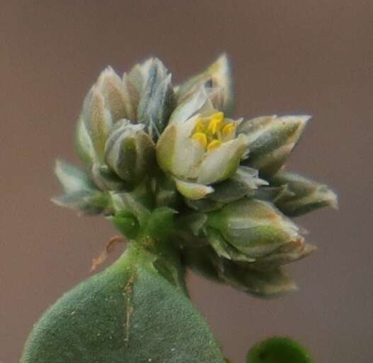 Image of Limeum telephioides var. telephioides