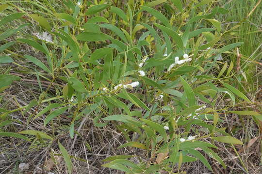 Image of Acacia calyculata A. Cunn. ex Benth.