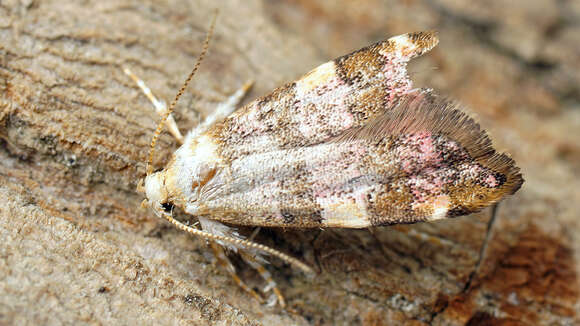 Image of Deuterogonia pudorina Wocke 1857