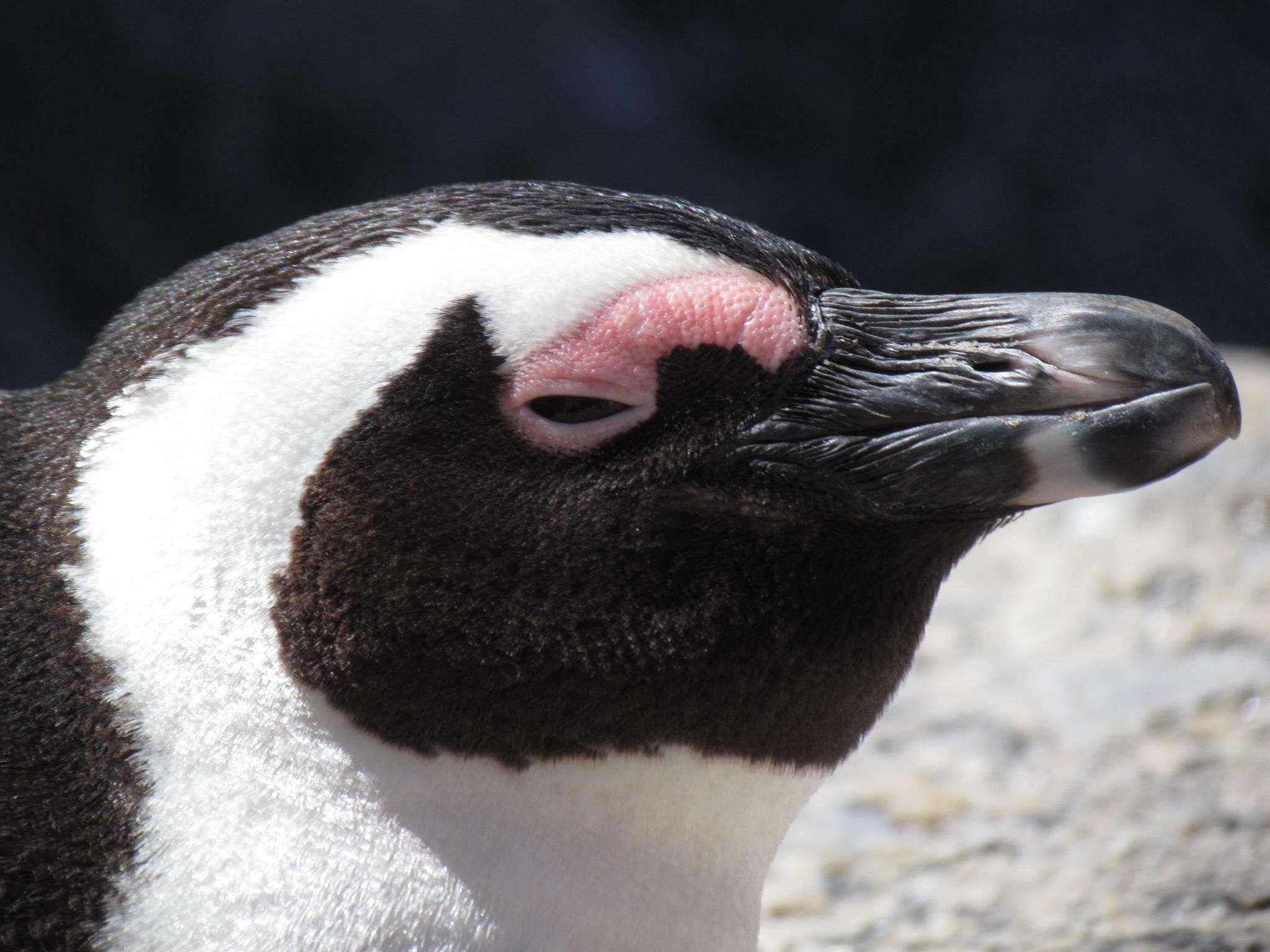 Image of African Penguin