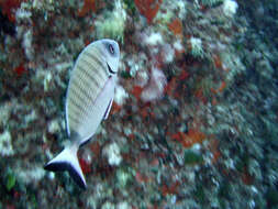Image of White Seabream