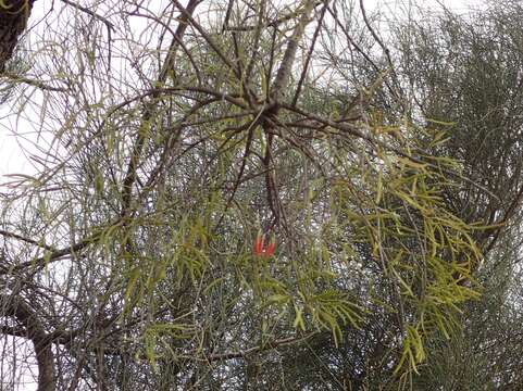 Image of harlequin mistletoe