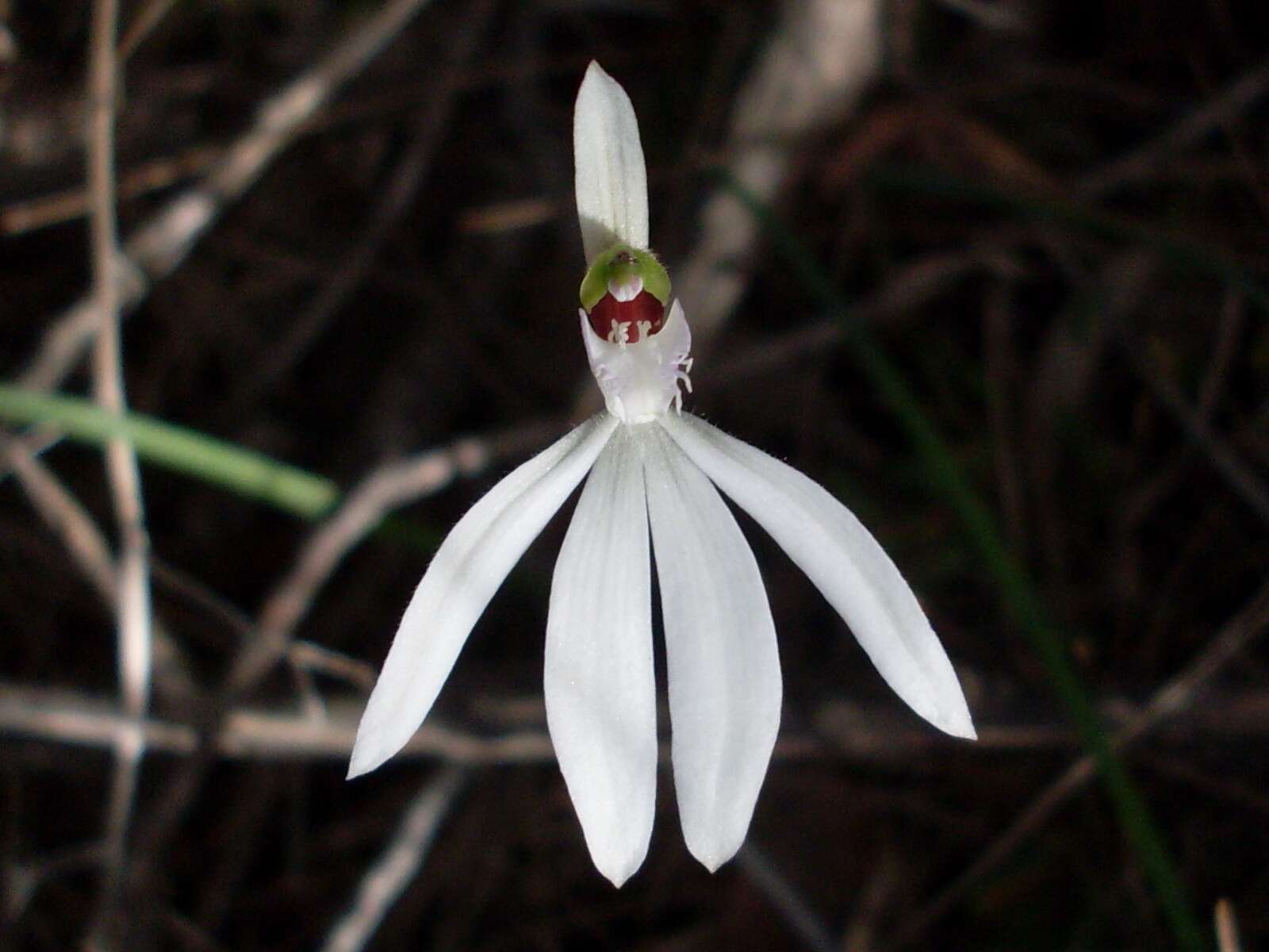 Image of White Fingers