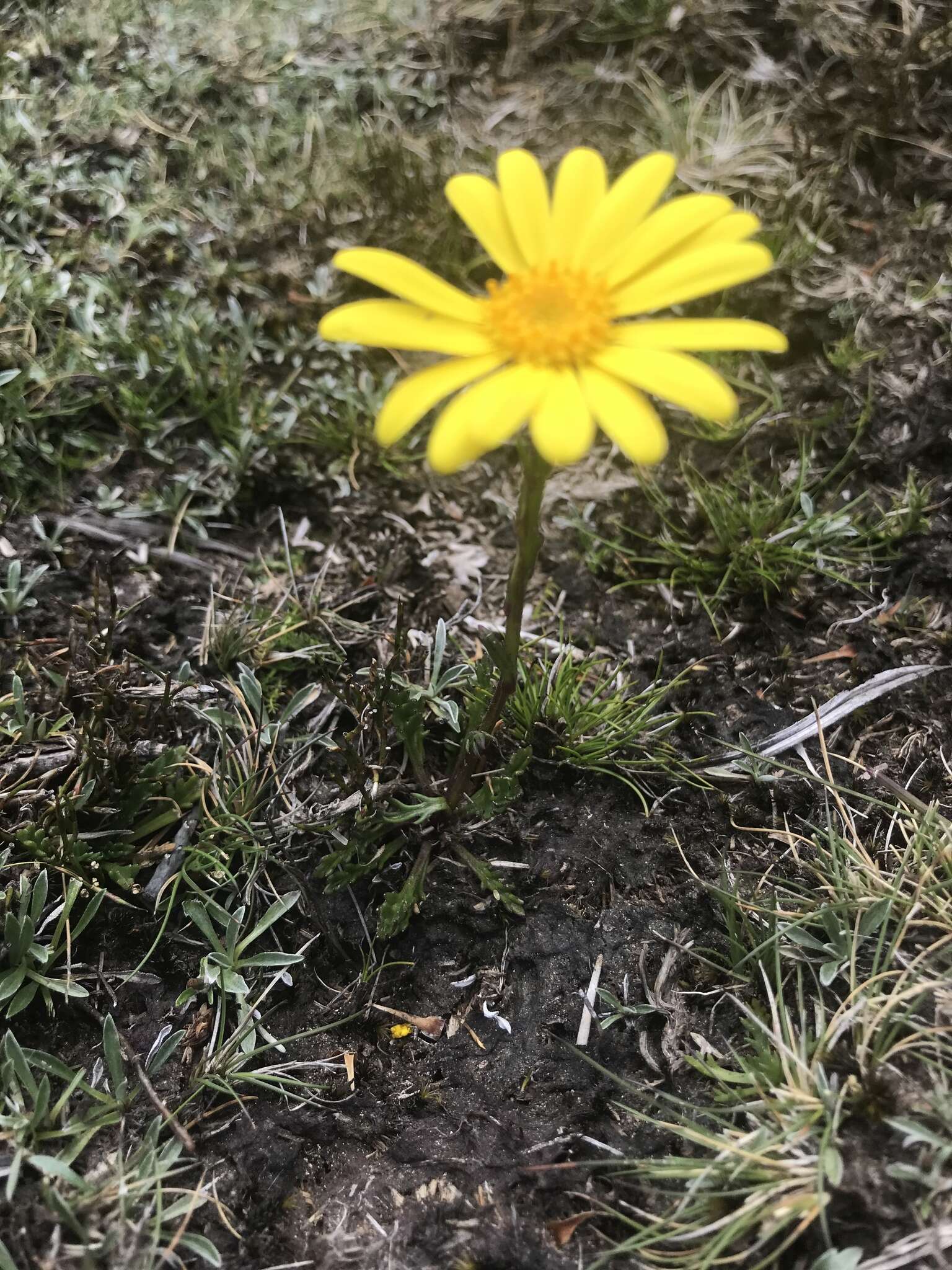 Image of alpine groundsel