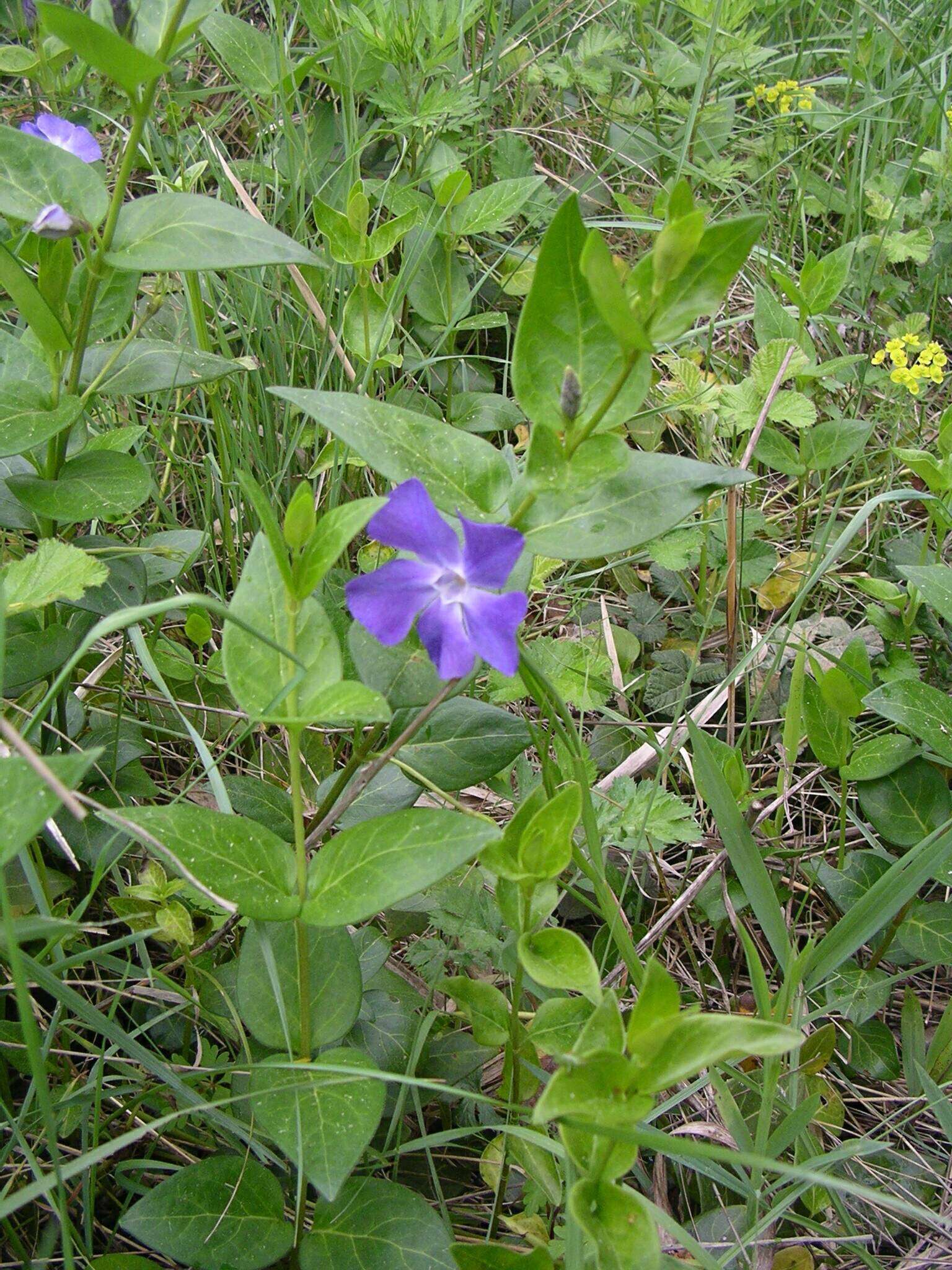 Image of Vinca major subsp. major