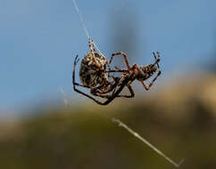 Image of Orbweaver