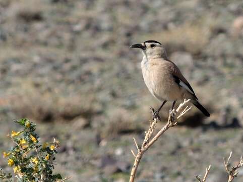 Image of Henderson's Ground Jay