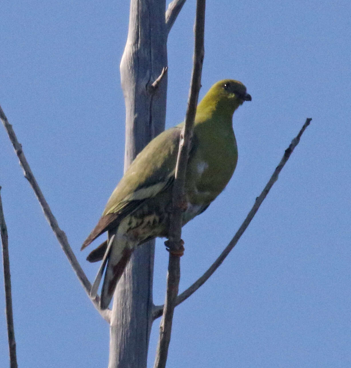 Plancia ëd Treron australis (Linnaeus 1771)