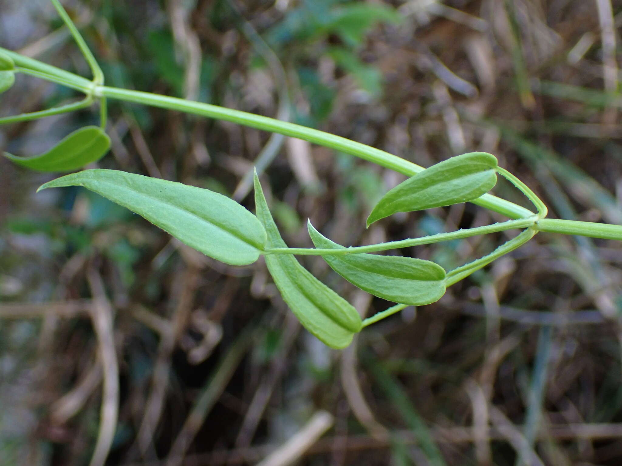 Image of Rubia linii J. M. Chao