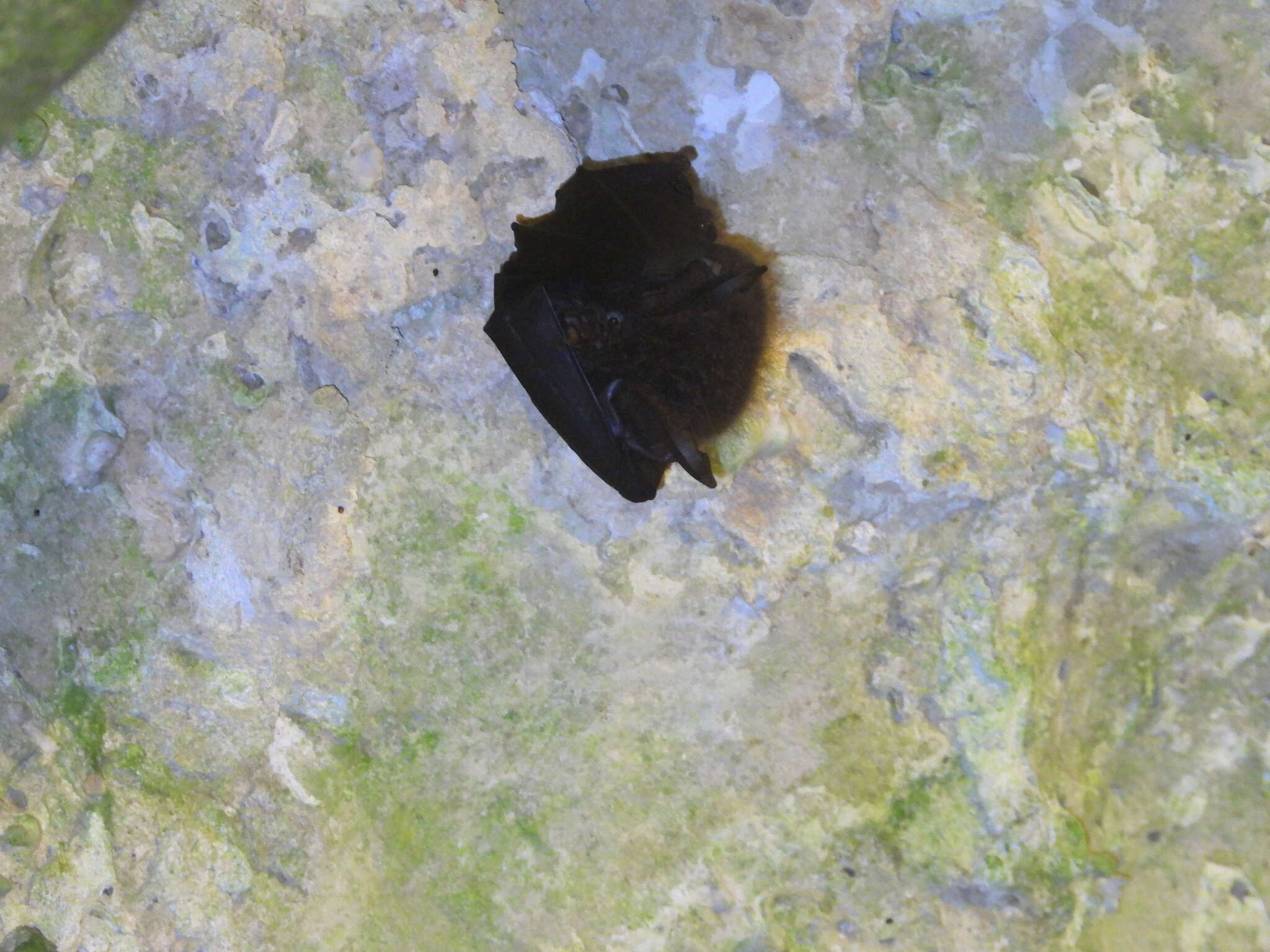 Image of Formosan Woolly Horseshoe Bat