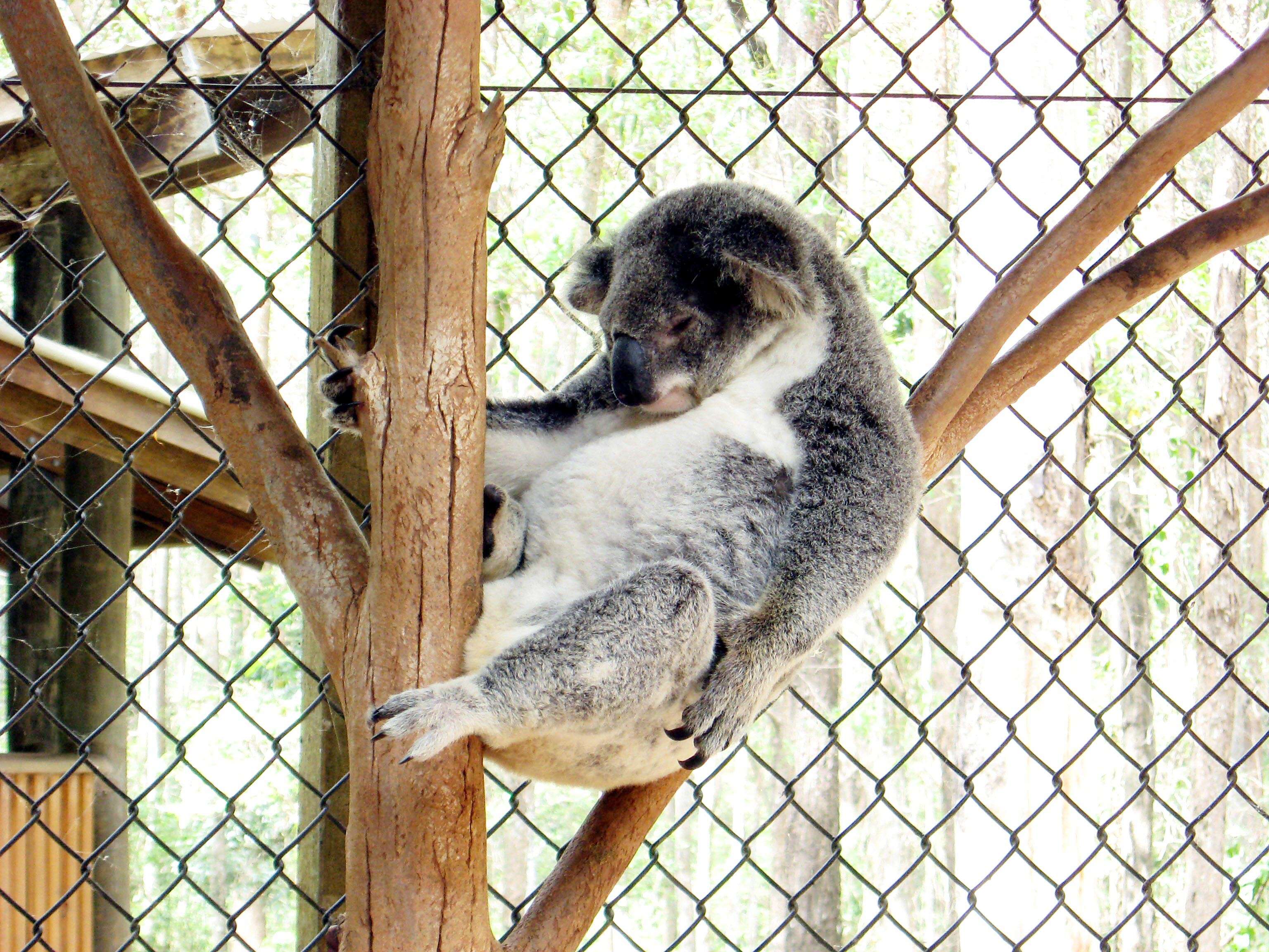 Image of koalas