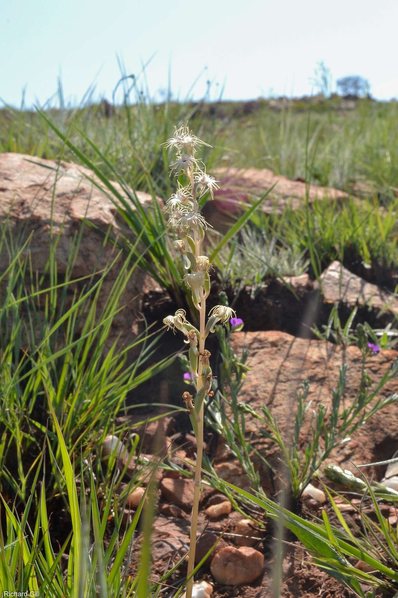 Image of Tassel orchid