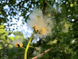 Image of swamp cottonwood