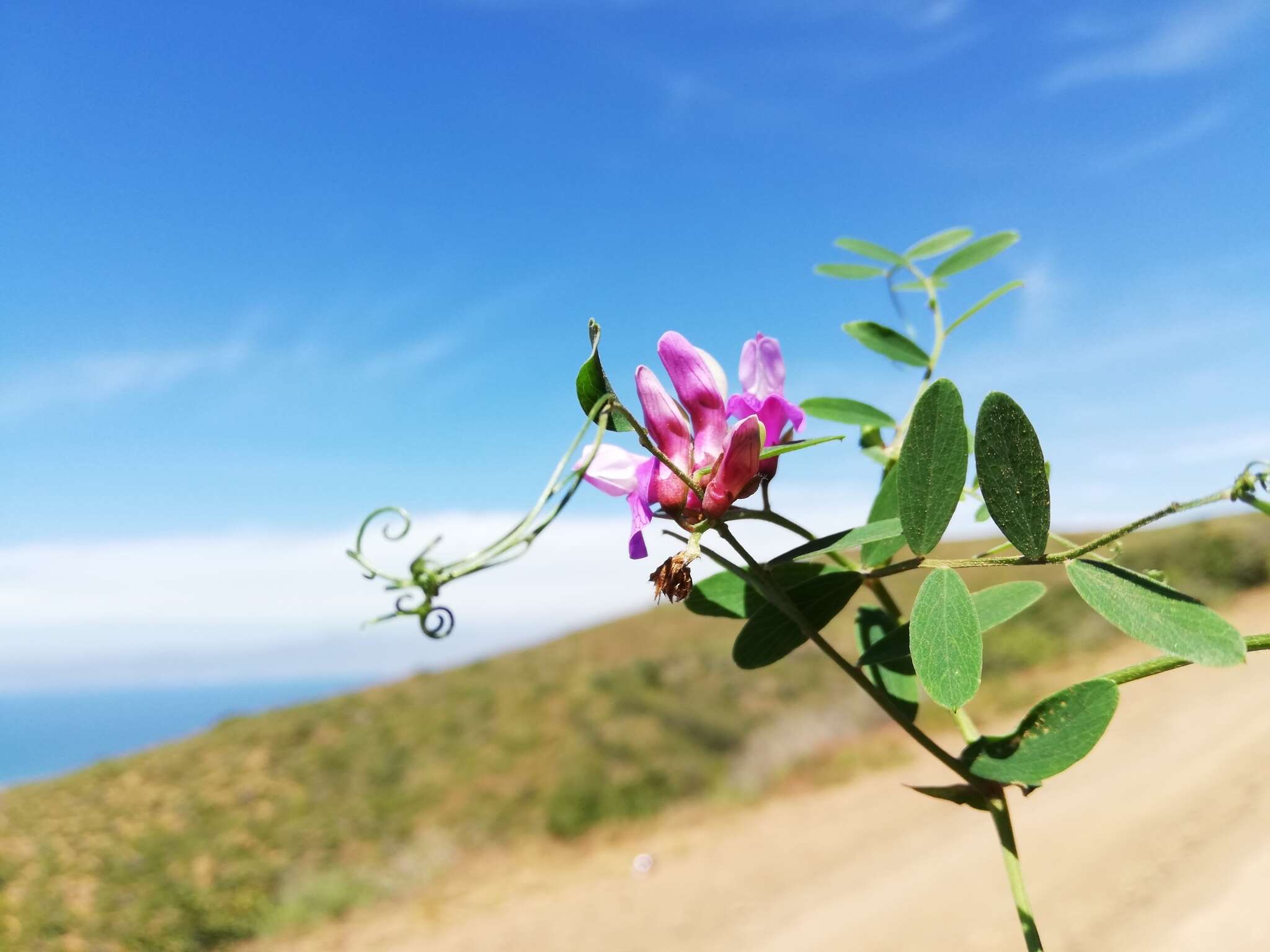 Image of Pacific pea