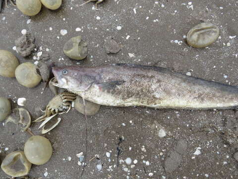 Image of Brazilian codling