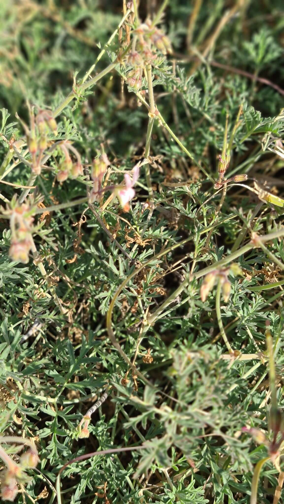 Image of Rock pelargonium