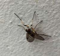 Image of Small Fleck-winged Snipe Fly