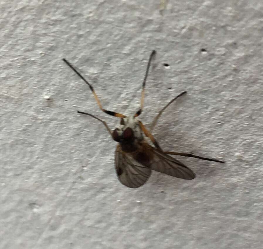 Image of Small Fleck-winged Snipe Fly