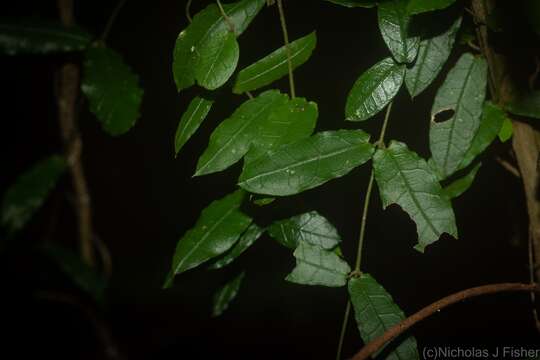 Image of Parsonsia lilacina (F. Müll.) Markgr.