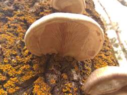 Слика од Pleurotus calyptratus (Lindblad ex Fr.) Sacc. 1887