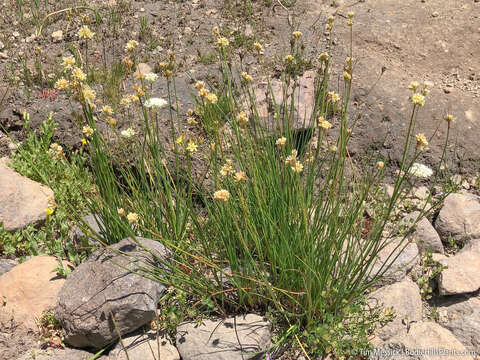 Image of Green-Head Rush