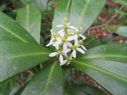 Image of Skimmia japonica subsp. japonica