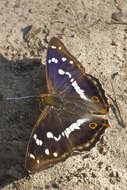 Image of purple emperor