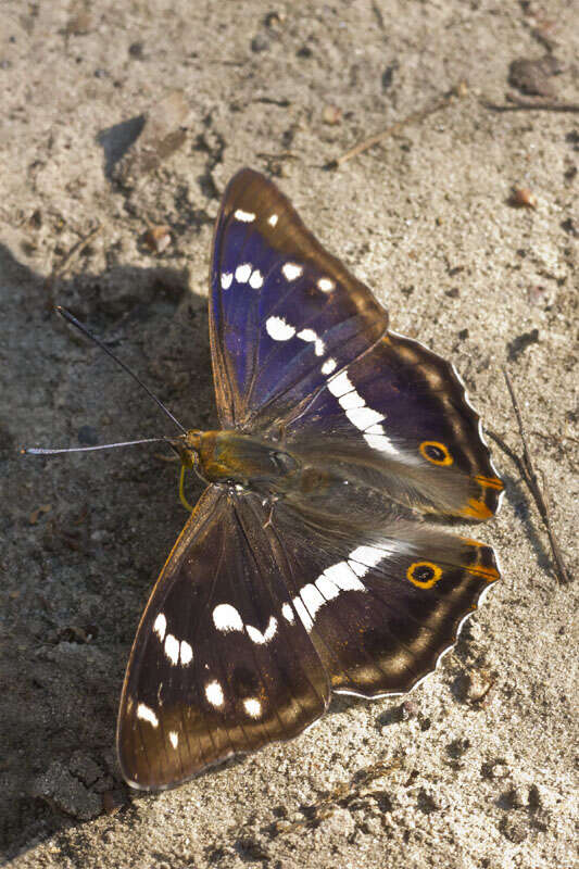 Image of purple emperor