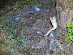 Image of Snouted cobra