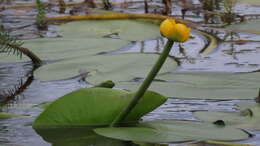 Image of Nuphar spenneriana Gaudin