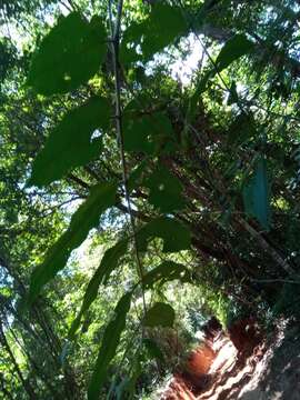 Sivun Commiphora grandifolia Engl. kuva