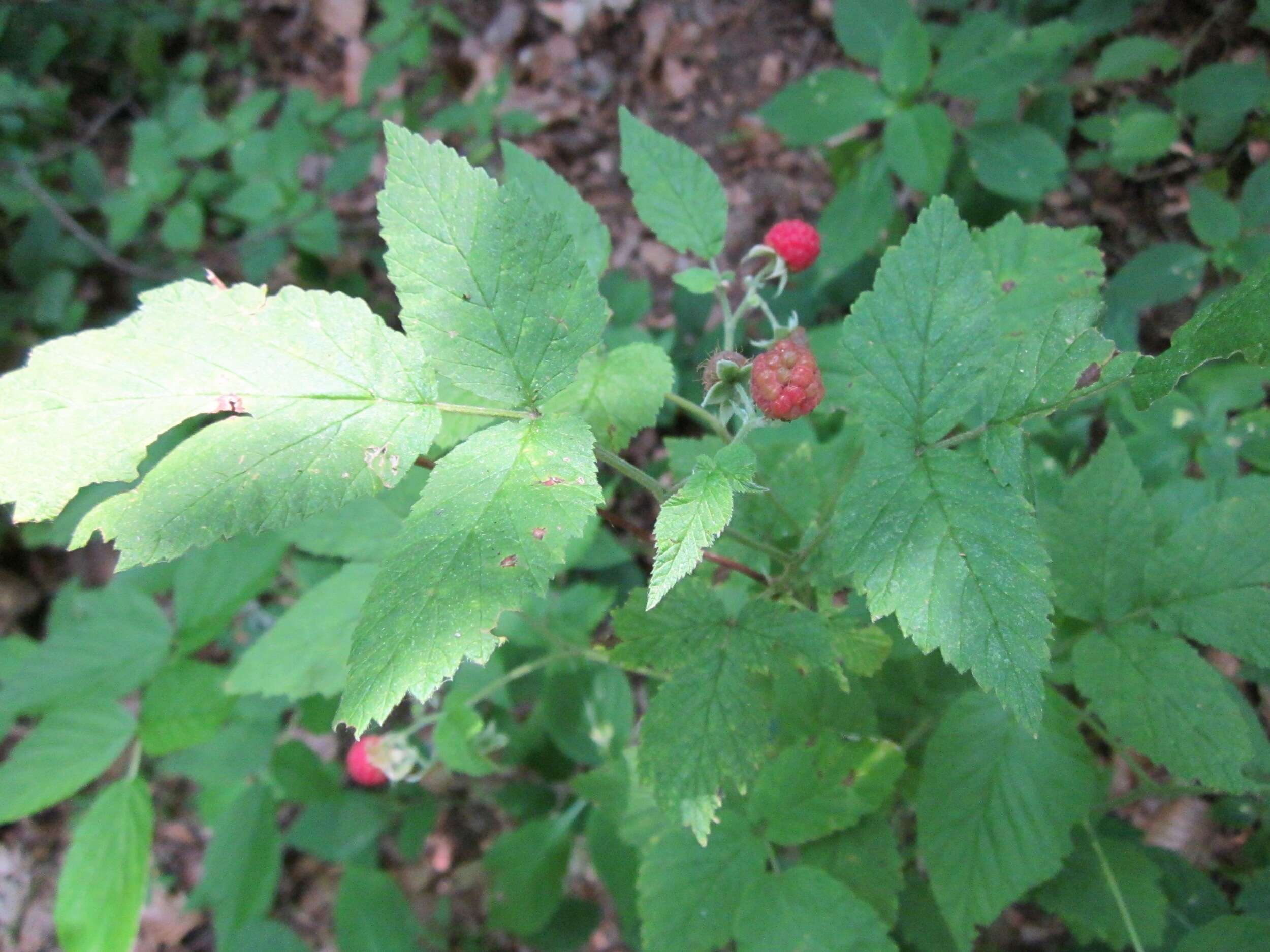 Image of Raspberry