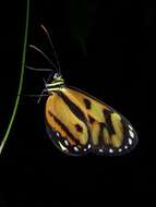 Image of Ithomia iphianassa Doubleday (1847)