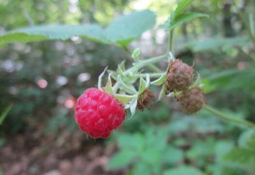 Image of Raspberry