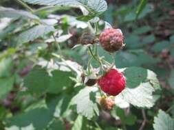 Image of Raspberry